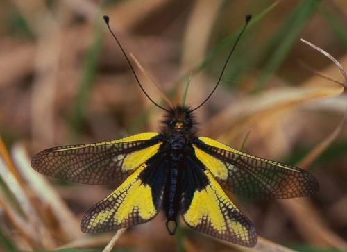 Réf. 199 580 : Libelloides coccajus